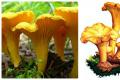 Загадки про грибы Загадки про грибы – волнушки