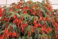 Begonia Elatior እንክብካቤ በቤት ውስጥ - ሁሉንም ምስጢሮች እንገልጥ እና ሁሉንም አፈ ታሪኮች እናጥፋው ብርሃን እና ሙቀት