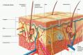 Строение и функции кожи как органа человека