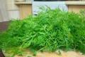 Dill for the winter: recipes and cooking secrets without drying or freezing